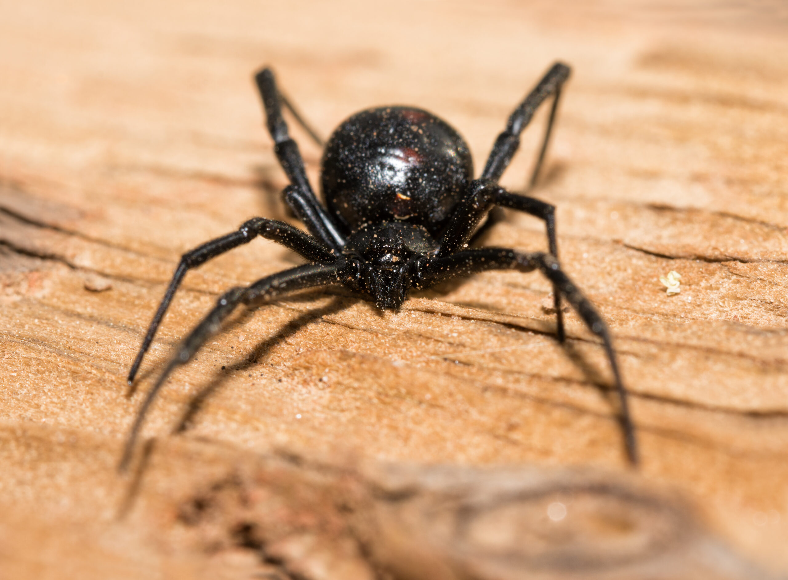 Black Widow spider outdoors on a piece of wood, front view
