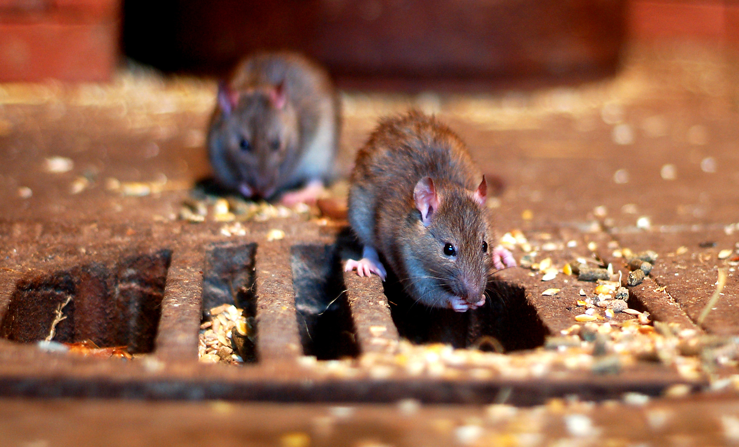 Targeted rodent control services in Monmouth County, NJ, expertly removing and preventing infestations of mice and rats in residential and commercial properties.