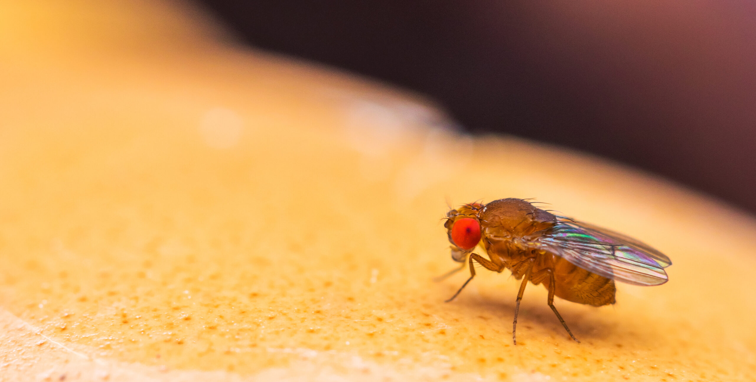 A macro shot of a fruit fly, drosophila