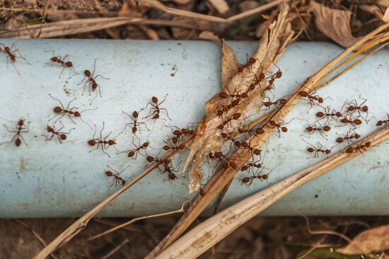 Monmouth County Ants Ecology