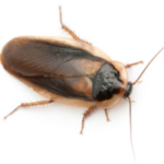 Close-up of a cockroach, one of the pests effectively prevented by Agile's comprehensive services in Monmouth County, NJ, ensuring homes stay clean, safe, and free from infestations.