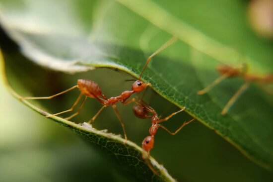 Monmouth County Ants Ecology