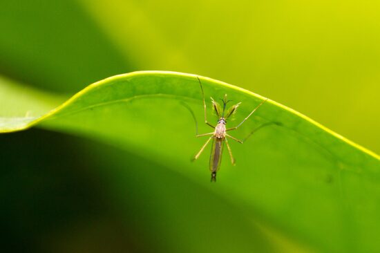 Monmouth County Mosquitoes