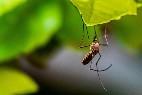 Monmouth County Mosquitoes