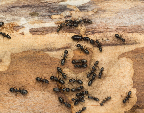 Agile Pest Control technician performing carpenter ant control, applying targeted treatments around a home's foundation to effectively eliminate and prevent carpenter ant infestations.