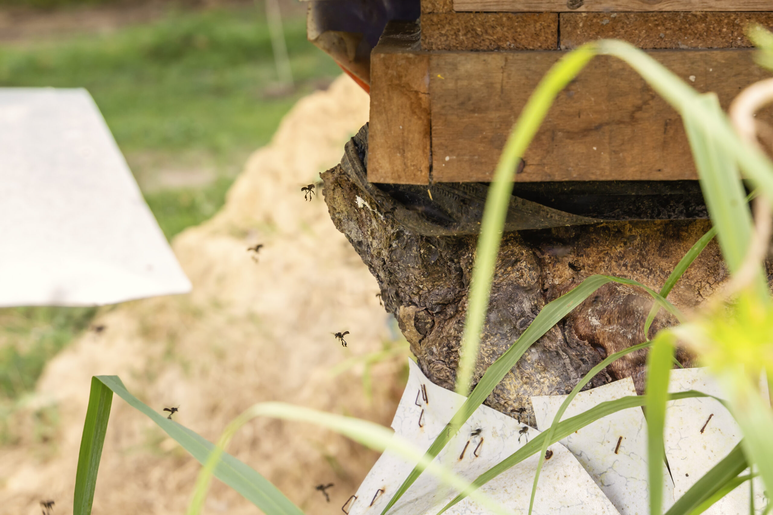 Agile Pest Control technician performing carpenter bee control, treating wooden structures to prevent damage and eliminate carpenter bee activity.
