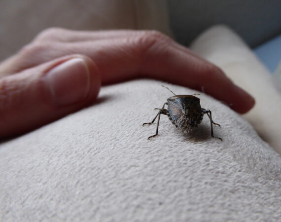 overwintering, stink bug