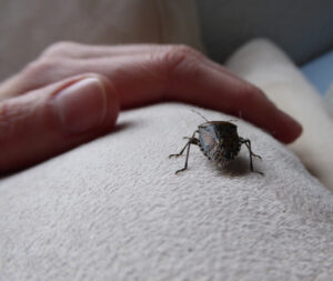 overwintering, stink bug