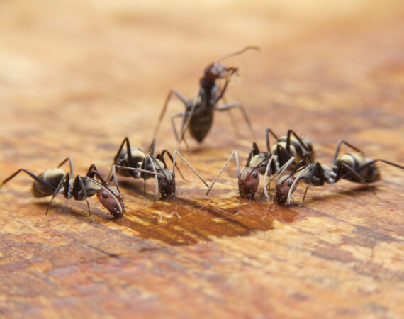 Ants on Table