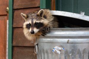 prevent wildlife crawl space basement