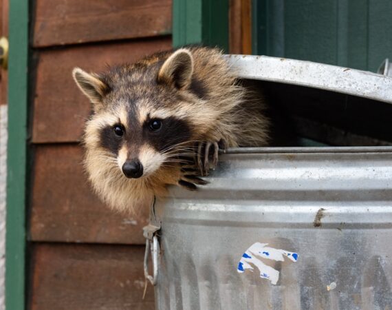 prevent wildlife crawl space basement