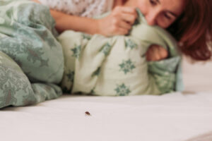 stink bugs cluster flies and other winter pests inside your home