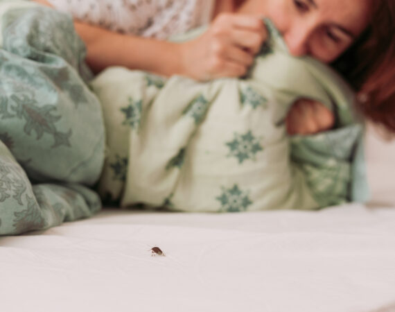 stink bugs cluster flies and other winter pests inside your home