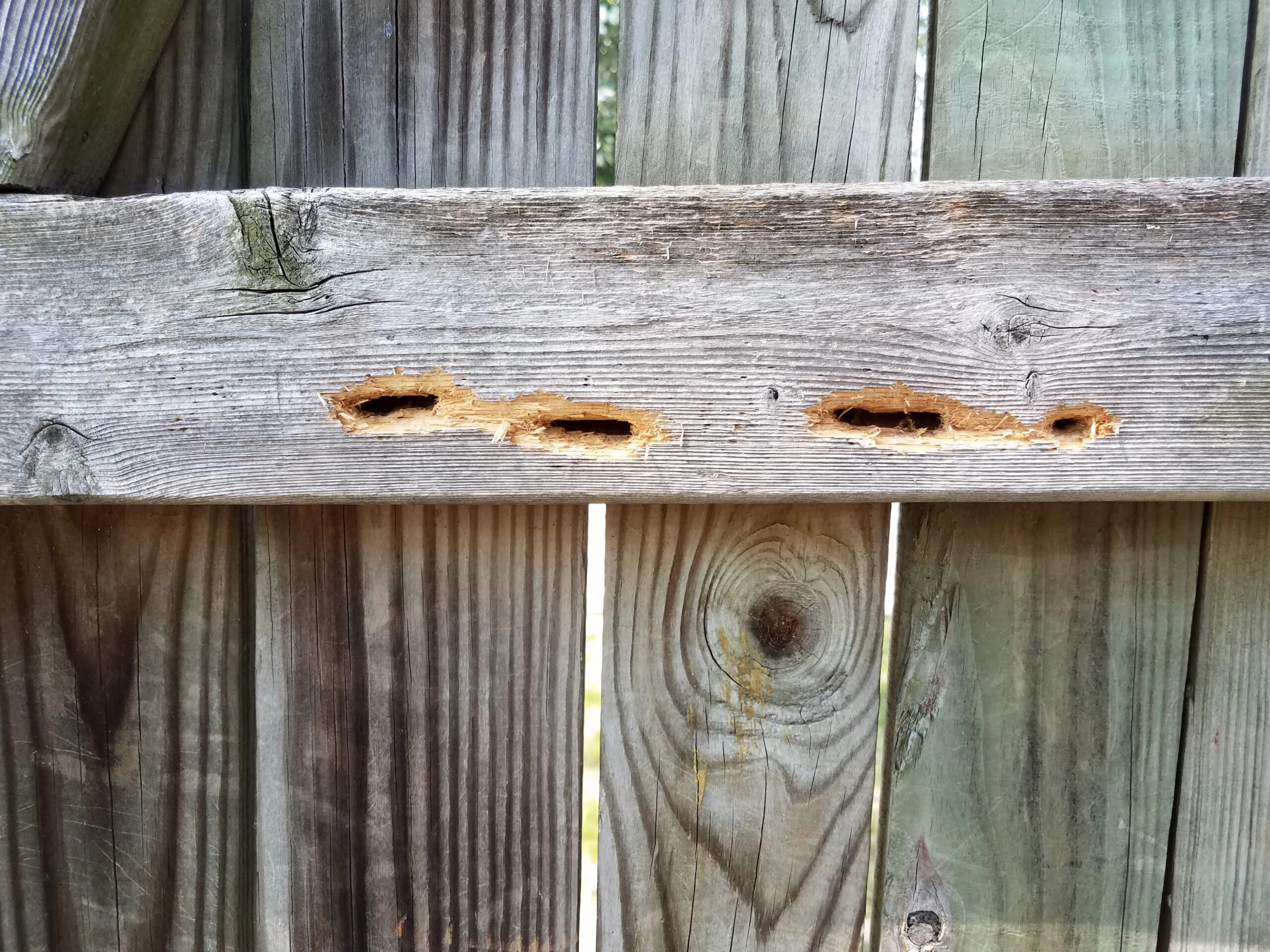 Close-up of carpenter bee damage with round entry holes in wood trim on a Monmouth County, NJ home