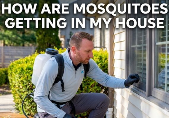 how are mosquitoes getting in my house