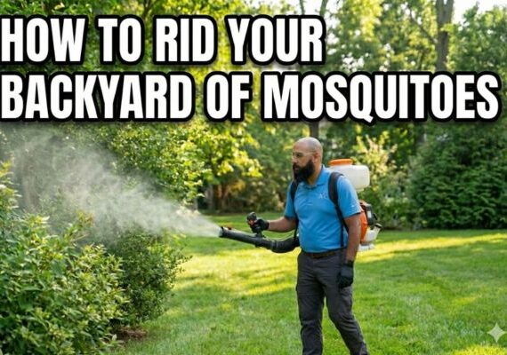 how to rid your backyard of mosquitoes