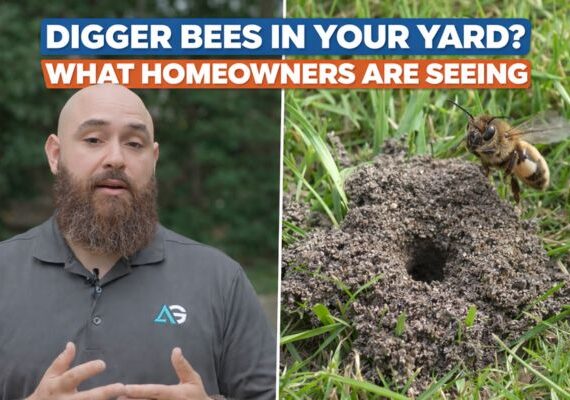Digger bees: what homeowners are noticing