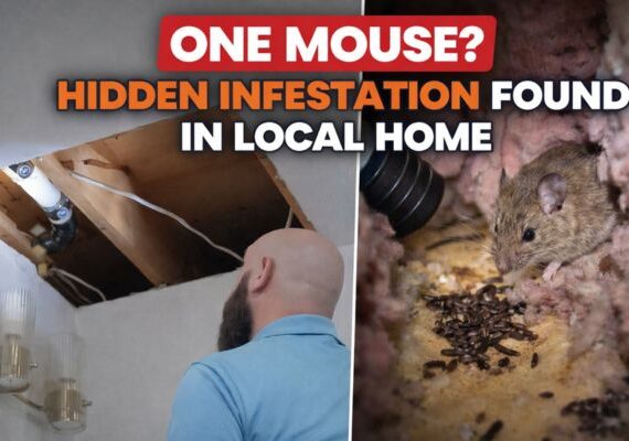 Hidden mouse infestation uncovered in home