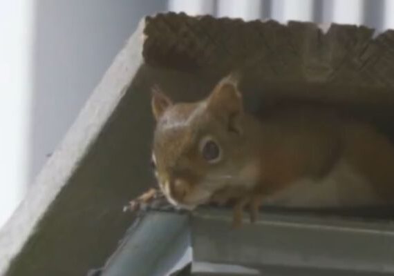 Squirrel entering roof edge showing common wildlife entry point