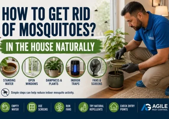 Pest control technician removing standing water near houseplants to help reduce mosquitoes inside the home