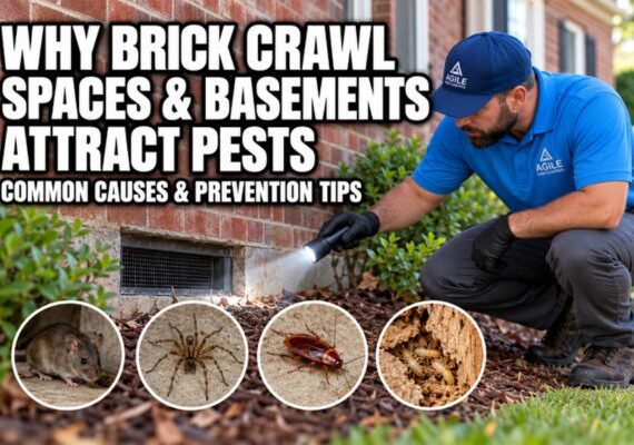 Pest control technician inspecting a brick home crawl space for mice, spiders, cockroaches, and termites