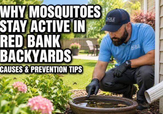 Pest control technician inspecting standing water in a backyard for mosquito activity
