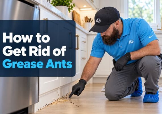 technician inspecting grease ants along a kitchen baseboard near the stove