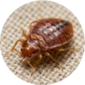 Bed Bugs