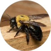 Carpenter Bees