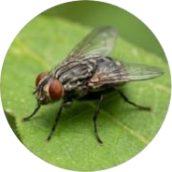 Flies