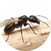 Flying Ants