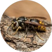 Hornets