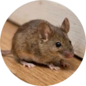 Mice