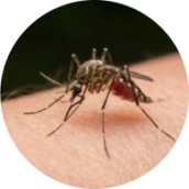 Mosquitoes