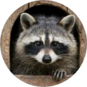 Raccoons
