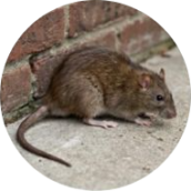 Rats