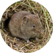 Voles