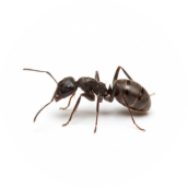 ant